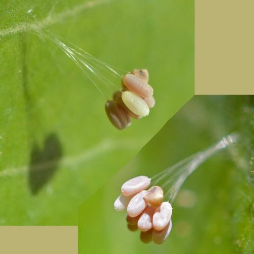Réf. 217 496 : Pseudomallada sp.